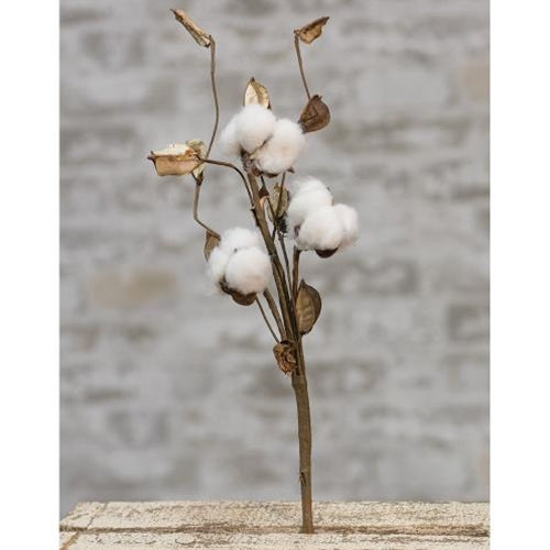 Cotton Pick w/Shells 12" (Pack of 4)