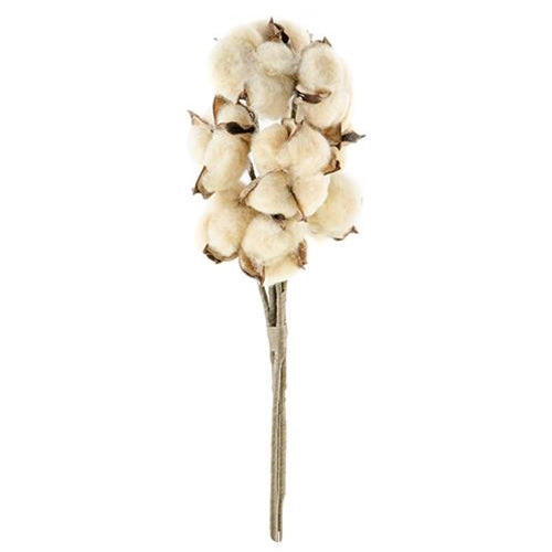 Teastain Cotton Bush  (Pack of 4)