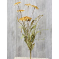 Teastain Wild Daisy Bush (Pack of 4)