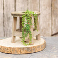 Hanging Angel Fern 11" (Pack of 4)