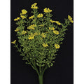 Yellow Astilbe Bush 10.5" (Pack of 4)