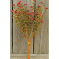 Red Fall Astilbe Bush 10.5" (Pack of 4)