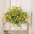 Bog Pimpernel Half Sphere 12" (Pack of 2)