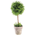 Maiden Hair Fern Topiary 18"