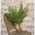 Deer Fern Bush 16"  (Pack of 4)