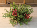 Cedar Berry Table Piece 9" (Pack of 4)