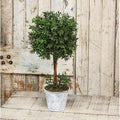 New England Boxwood Topiary 14.75"