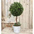 New England Boxwood Topiary 18.25"