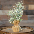 Frosty Herb Tree 10"  (Pack of 4)