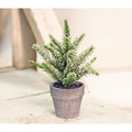 Potted Icy Pine 7"  (Pack of 4)
