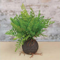 Rooted Fern 11.5" (Pack of 2)