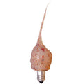 Spicy Rosehip Moonscent Bulb 3W  (Pack of 4)