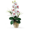 Single Stem Phalaenopsis Silk Orchid Arrangement