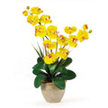 Double Stem Phalaenopsis Silk Orchid Arrangement