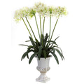 African Lily w/Urn