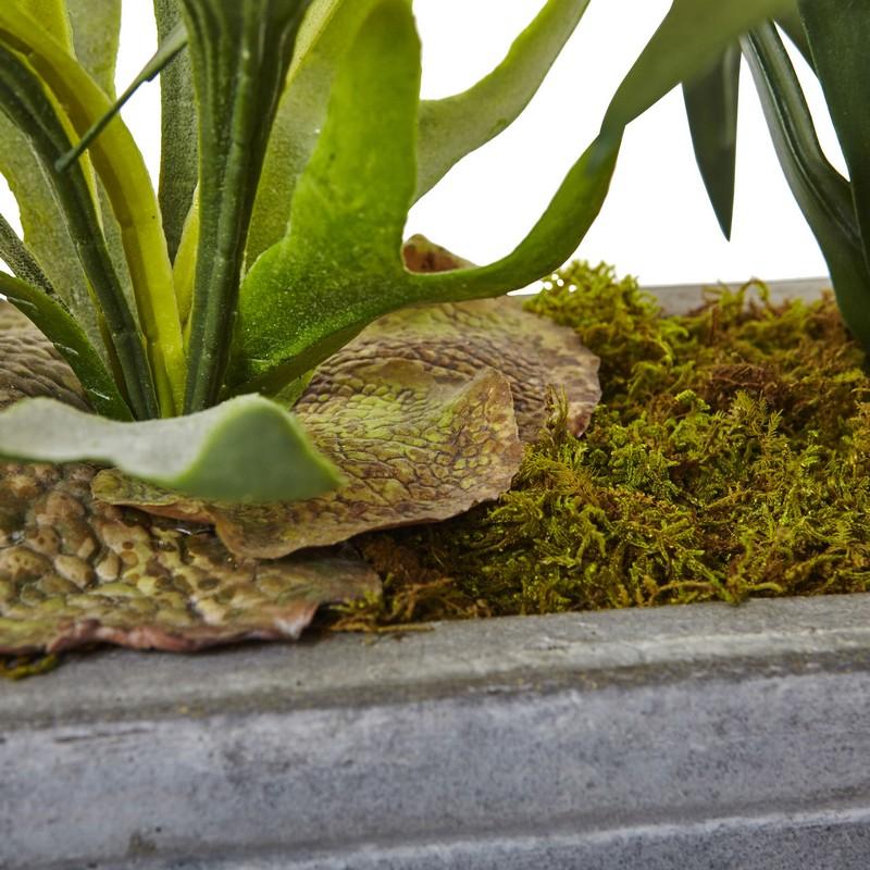 Dancing Lady and Staghorn in Stone Planter