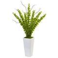 Bells of Ireland in White Planter