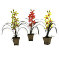 Cymbidium Orchid w/Vase (Set of 3)