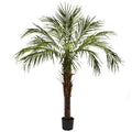 6'Robellini Palm Tree