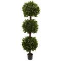 6.5'Sweet Bay Triple Ball Topiary