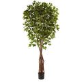 7.5'Super Deluxe Ficus Tree
