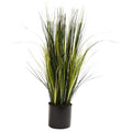 3'Onion Grass Plant