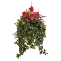 Mixed Anthurium Hanging Basket