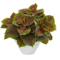 Coleus Artificial Plant in White Planter (Real Touch)