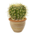 10" Cactus Artificial Plant in Decorative Ceramic Planter