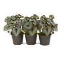 10" Begonia Artificial Plant in Triple Potted Metal Planter